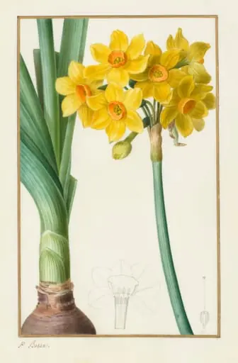 Polyanthus or Cluster Narcissus (Botanical: Narcissus tazetta), by Pancrace Bessa