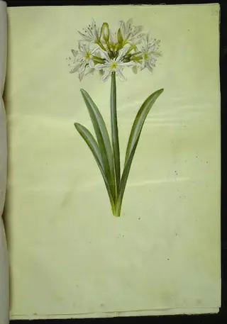 Pancratium Illyricum (småblomstret strandlilje)