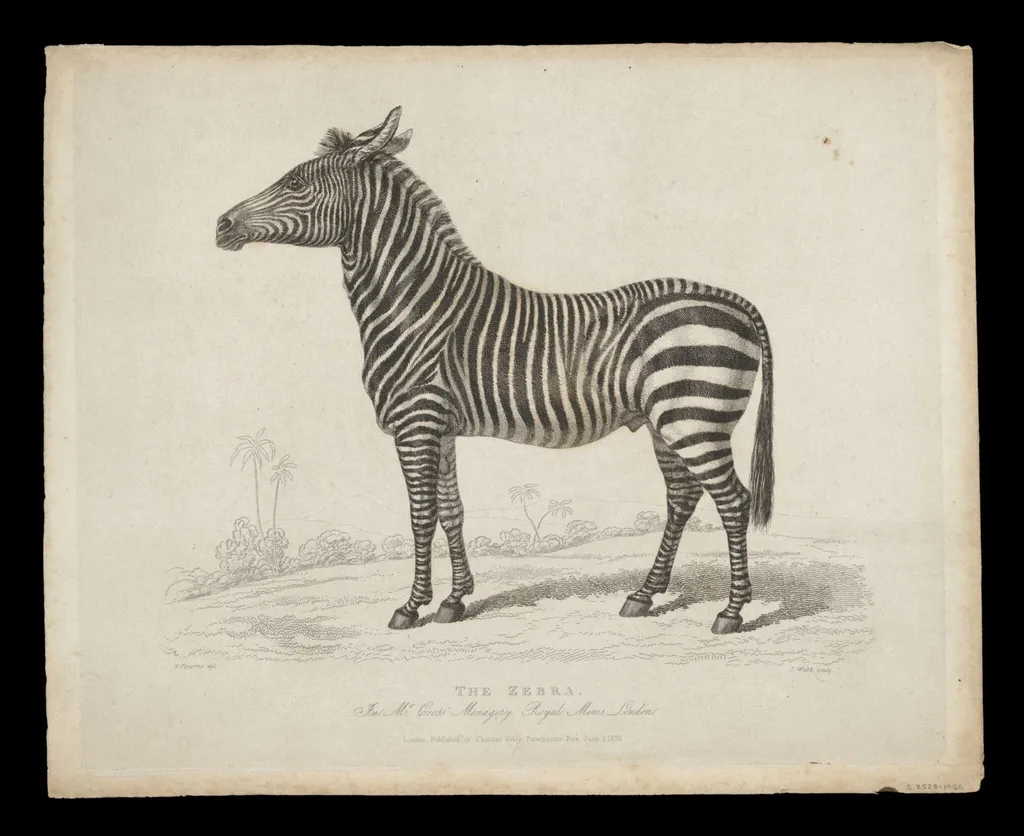Print Collection, by Panormo, 1