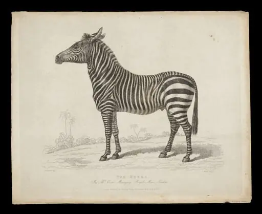 Print Collection, by Panormo