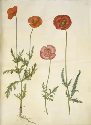 Papaver dubium (gærde-valmue); Papaver rhoeas (korn-valmue)