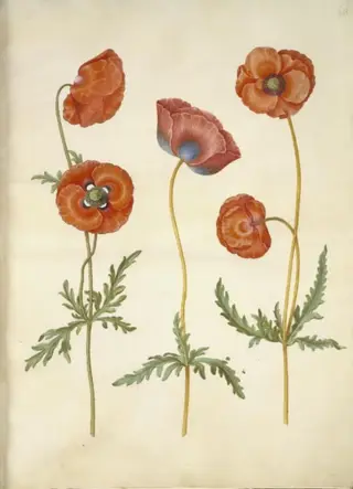 Papaver rhoeas (korn-valmue), 1654