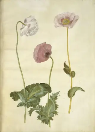 Papaver somniferum (opium-valmue)