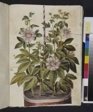 Passiflora incarnata (passionsblomst)