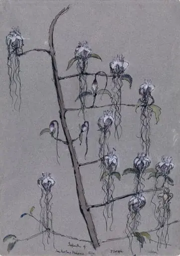 Orchids: Stropanthus sp. Rhodesia, by Paul Ayshford Methuen