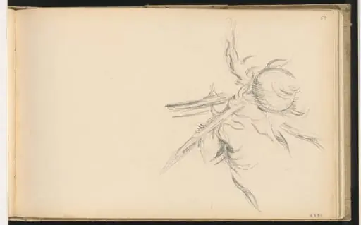 Thistle, by Paul Cezanne