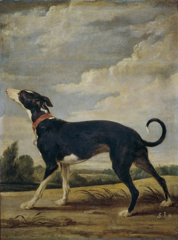 A greyhound on the prowl, by Paul de Vos