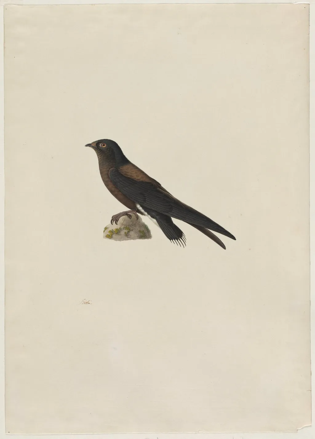 Needle-Tailed Swift (Hirundapus caudaculus), by Paul Huet, 1804