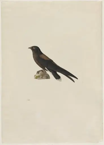 Needle-Tailed Swift (Hirundapus caudaculus), by Paul Huet