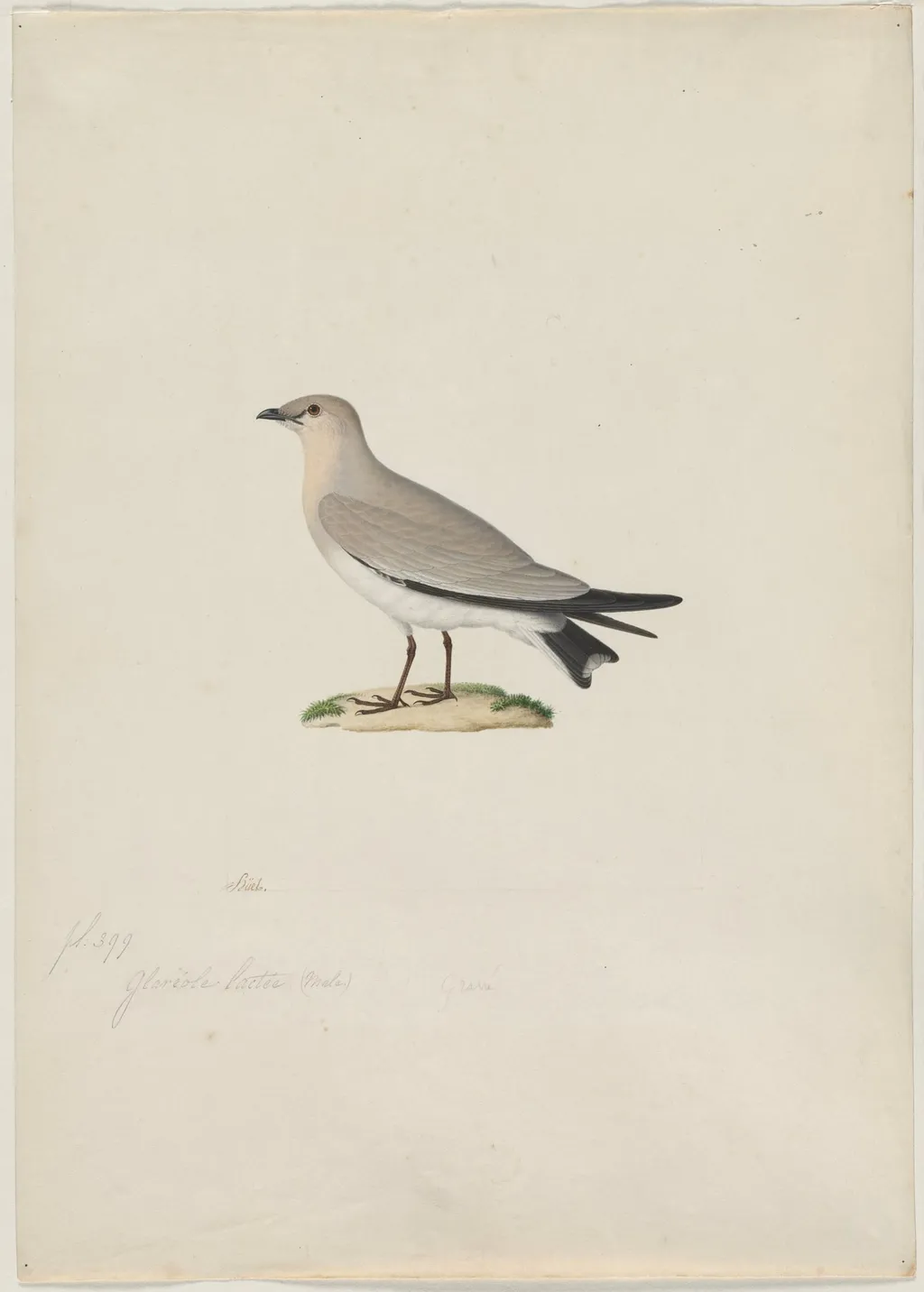 Small Pratincole (Glareola lactea), by Paul Huet, 1804