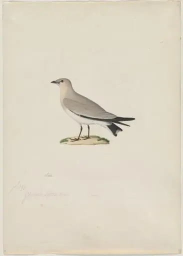 Small Pratincole (Glareola lactea), by Paul Huet
