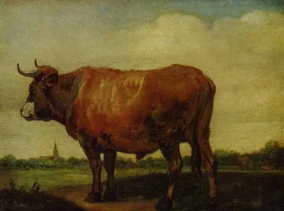 A Red Ox Standing