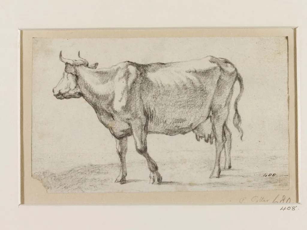 Cow Facing Left, with its Head Raised and Looking Up to the Right, by Paulus Potter, 1650