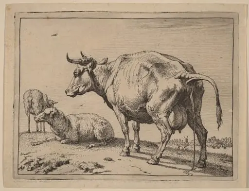 Pissing Cow, by Paulus Potter