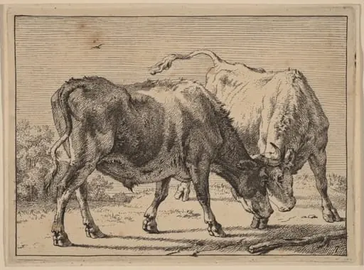 Two Oxen Fighting, by Paulus Potter