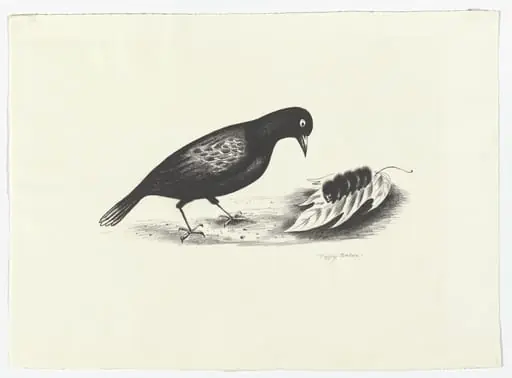 Untitled, by Peggy Bacon
