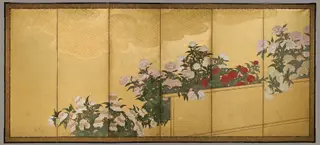 Peonies