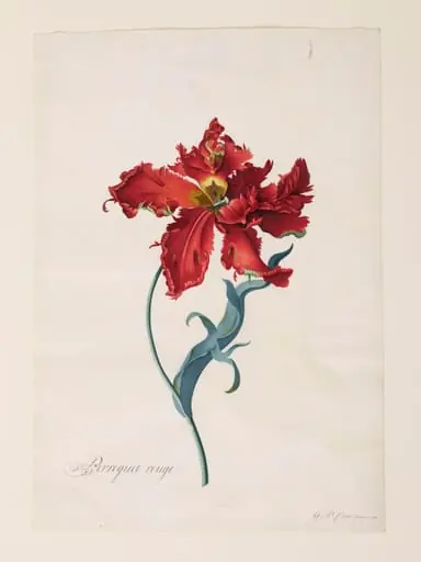Perroquet Rouge