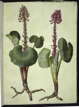 Petasites hybridus (rød hestehov)