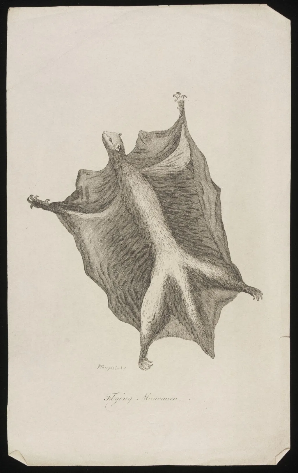 Flying Maucauco, by Peter Mazell, 1750