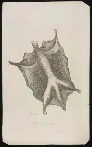 Flying Maucauco, by Peter Mazell