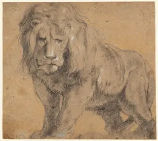 Lion
