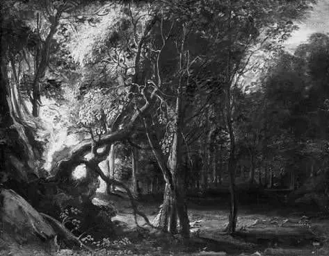 Wooded Landscape, by Peter Paul Rubens