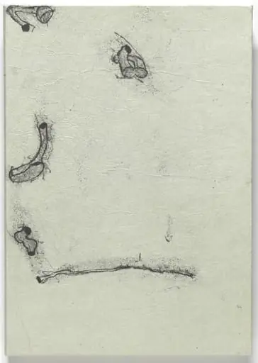 Untitled, by Peter Shelton
