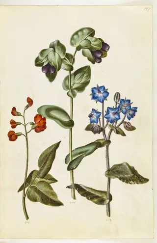 Phaseolus coccineus (pral-bønne); Cerinthe major (stor voksurt); Borago officinalis (almindelig hjulkrone)