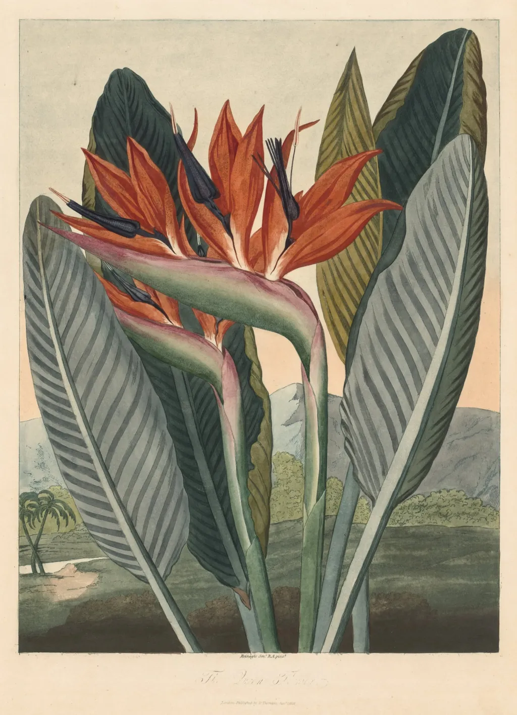 The Temple of Flora; or Garden of Nature: The Queen Flower, by Philip Reinagle, 1812