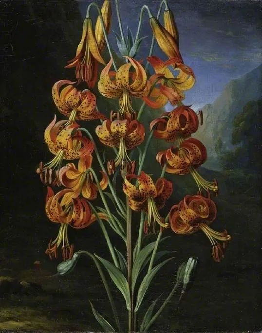 Lilium Superbum, by Philip Reinagle the younger, oil, 1817