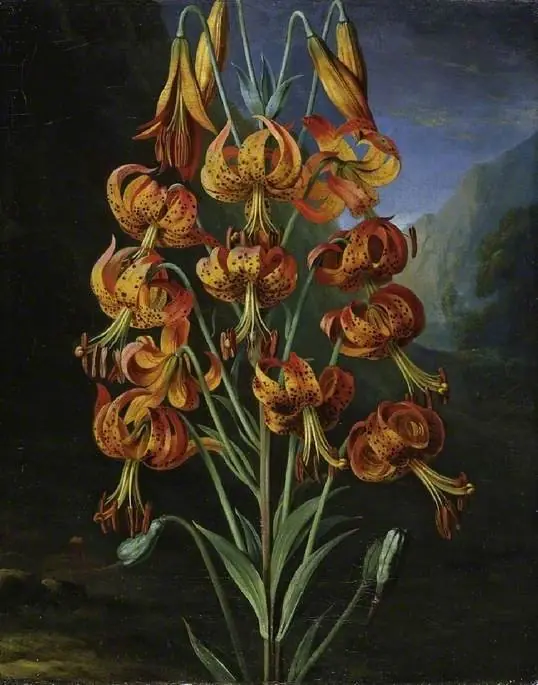 Lilium Superbum, by Philip Reinagle the younger