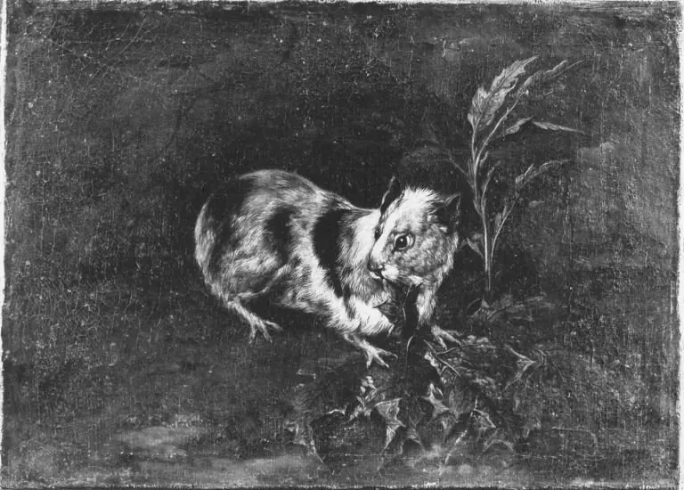 Murmeltier, by Philipp Ferdinand de Hamilton