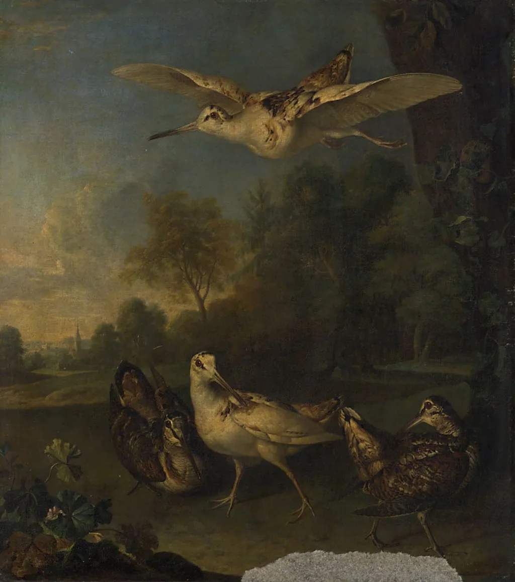 Weisse und braune Schnepfen, by Philipp Ferdinand de Hamilton, unspecified, 1714