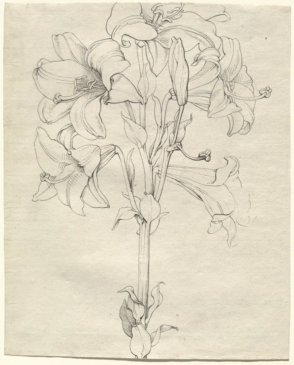 A Stalk of Lilies with Six Blooms, by Philipp Otto Runge, ink, 1808