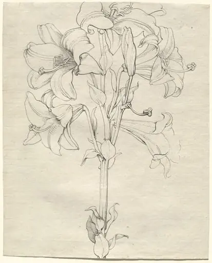 A Stalk of Lilies with Six Blooms, by Philipp Otto Runge