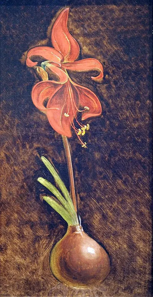 Amaryllis formosissima, by Philipp Otto Runge