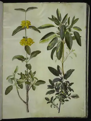 Phlomis fruticosa (almindelig løvehale); Salvia officinalis (læge-salvie), 1654
