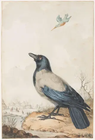 Piebald crow