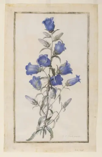 Canterbury Bells (Campanula medium), by Pierre Joseph Redouté