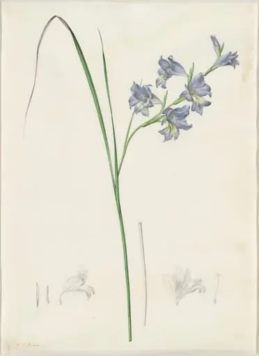 Gladiolus ringens, by Pierre Joseph Redouté