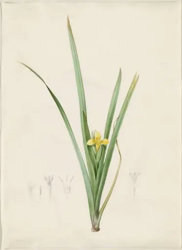 Iris curtopetala, by Pierre Joseph Redouté