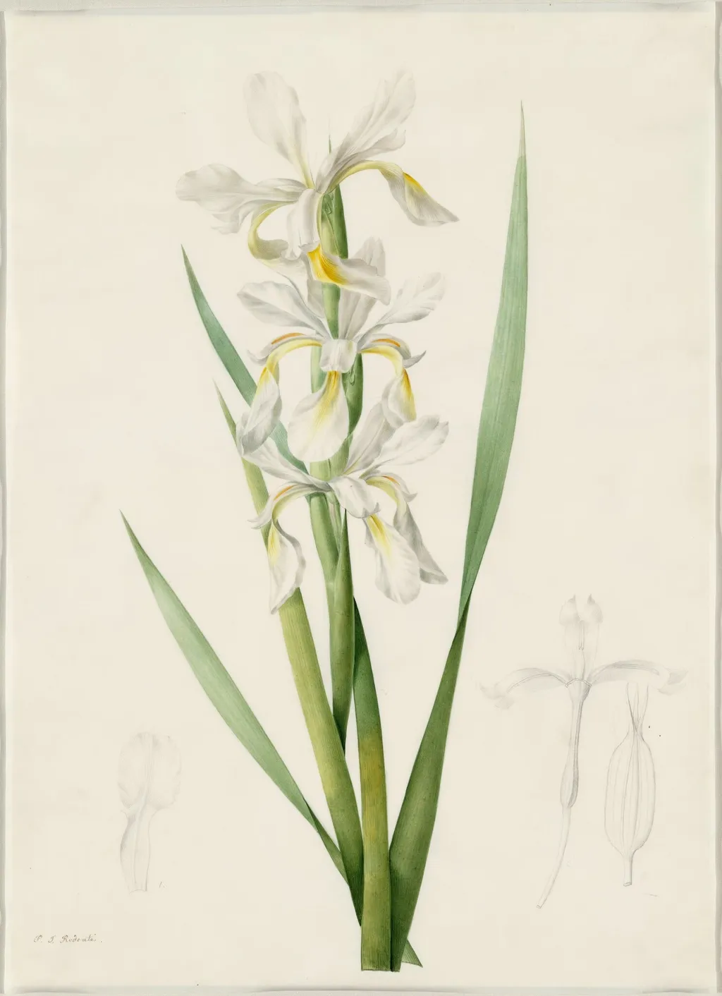 Iris ochroleuca, by Pierre Joseph Redouté, watercolor, 1809