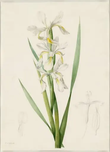 Iris ochroleuca, by Pierre Joseph Redouté