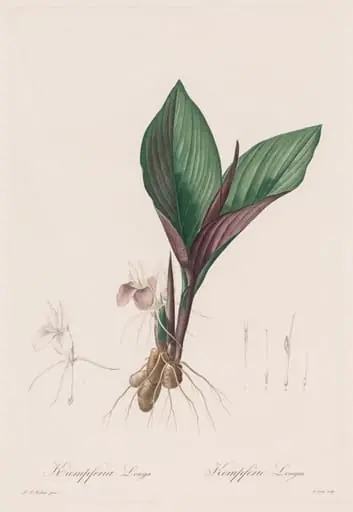 Les Liliacées: Kaempferia longa, by Pierre Joseph Redouté