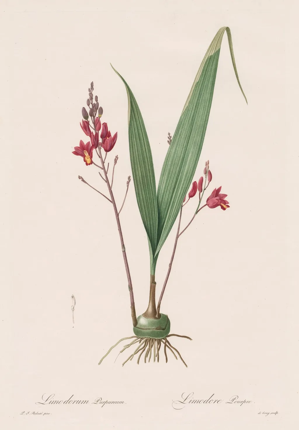 Les Liliacées: Limodorum purpureum, by Pierre Joseph Redouté, 1809