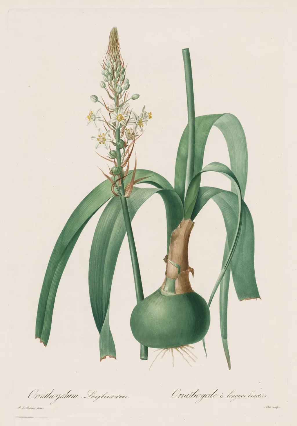 Les Liliacées: Ornithogalum longibracteatum, by Pierre Joseph Redouté, 1809
