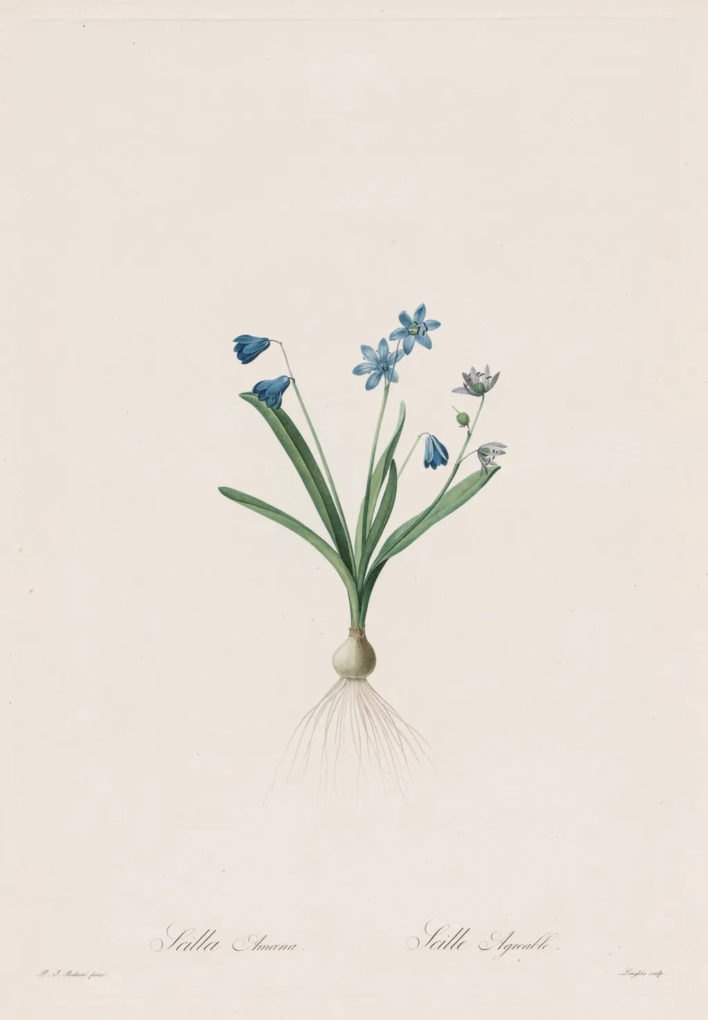 Les Liliacées: Scilla amaena, by Pierre Joseph Redouté, 1809