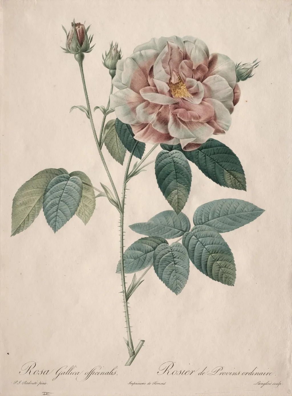 Les Roses: Rosa Gallica, by Pierre Joseph Redouté, 1820