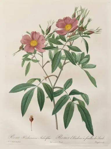 Les Roses:  Rosa Hudsoniana Salicifolia, by Pierre Joseph Redouté